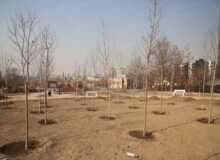 ۴۵۰ اصله درخت در پارک نبوت کاشته شد