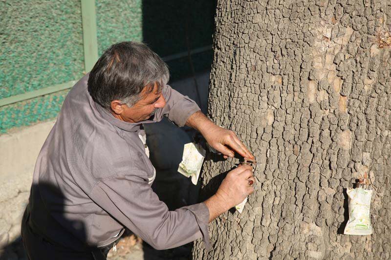 درختان چنار کرج با متدولوژی درون درمانی بازیابی می‌شوند