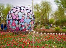 درب باغ گل‌ها رو به شهروندان گشوده شد/تجربه‌ای فراموش‌نشدنی از هم‌آهنگی رنگ و عطر
