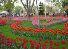 یازدهمین جشنواره لاله های کرج