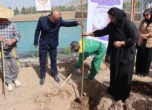 کاشت ۱۱۰ اصله درخت در بهشت سکینه(س)/درختان بر مزار رفتگان سایه می‌افکنند