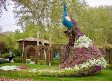 پایان یازدهمین جشنواره لاله‌هایِ کرج/ثبت رکورد بی‌نظیر در بازدیدها