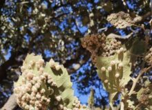 ابتلای ۳۰۰ هزار هکتار از جنگل های زاگرس به طغیان برگخواران