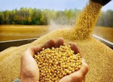 توزیع ۷۵ تن کالای اساسی برای حمایت از تولید کنندگان البرزی