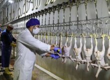 کشتار بیش از ۲۱ میلیون قطعه طیور در البرز