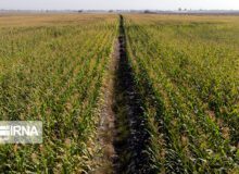 خودکفایی کشور در تولید علوفه خشبی و سیلویی/ تولید سالانه ۲۵ میلیون تن