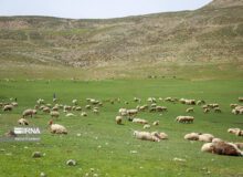 بیش از ۹۸ درصد مراتع البرز ممیزی شد