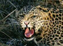 ورود یک دامدار به زیستگاه پلنگ در طالقان حادثه ساز شد