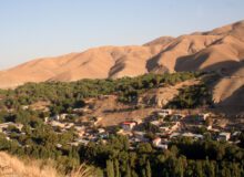 روستای آلوها جهانی می ‌شود | آلوی برغان چطور شهرت جهانی پیدا کرد؟