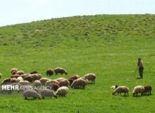 بیش از ۹۸ درصد مراتع البرز ممیزی شد