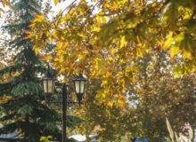 خزان زودرس درختان چنار کرج