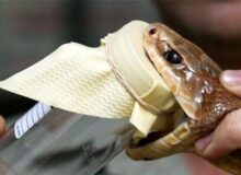 نجات جان ۴ هموطن با استفاده از جدیدترین پادزهر موسسه رازی