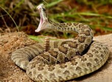 برخورد قانونی با زنده‌گیران مارهای طالقان/آموزش محیط‌بانان برای مقابله با مارگزیدگی