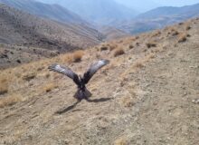 پرواز دوباره پرندگان تیمار شده در آسمان کرج