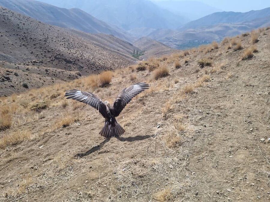 پرواز دوباره پرندگان تیمار شده در آسمان کرج