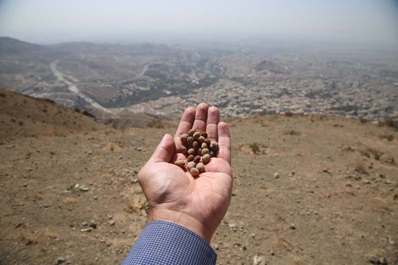 ارتفاعات بیجی سبزتر می‌شود/ اجرای عملیات بذرکاری به روش کشت دیم