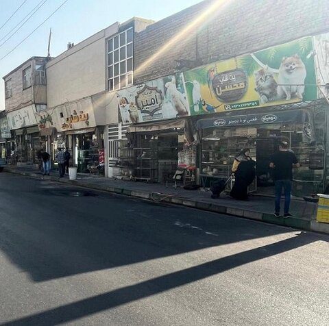 بهداشت عمومی شهر ارتقاء مییابد/ جمعآوری پرندهفروشان خیابانی