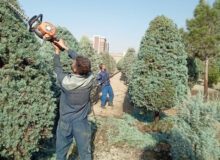 درختان سوزنی‌برگ منطقه ۸ هرس شدند