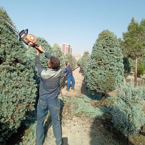 درختان سوزنیبرگ منطقه ۸ هرس شدند