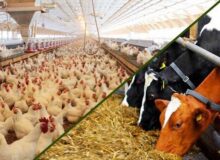 تحول در خوراک دام و طیور با تولید محرک رشد گیاهی میکروکپسوله