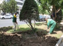 عملیات بِه‌زراعی فضای سبز کرج آغاز شد