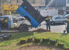 کاشت یک میلیون گل بنفشه در مناطق ۱۰ گانه کرج