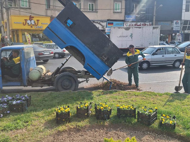 کاشت یک میلیون گل بنفشه در مناطق ۱۰ گانه کرج