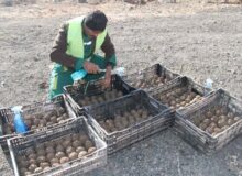 بذرکاری با استفاده از تکنیک توپ بذر در ارتفاعات بیجی انجام شد