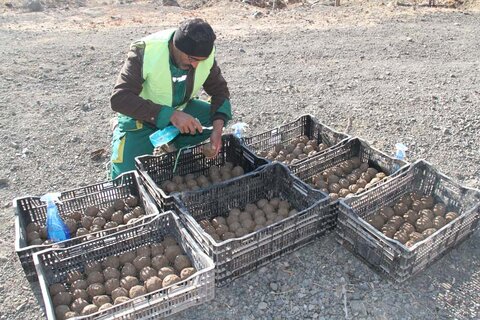 بذرکاری با استفاده از تکنیک توپ بذر در ارتفاعات بیجی انجام شد