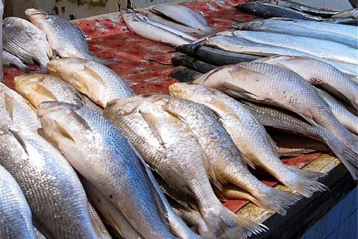 صادرات ۱۲۱۱ تن ماهی قزل آلای البرز