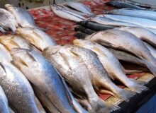 صادرات ۱۲۱۱ تن ماهی قزل آلای البرز