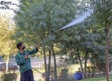 طرح تلفیقی مبارزه با آفات گیاهی در فضای سبز کرج اجرا میشود