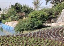 احیای فضای سبز منطقه ۸ کرج با اجرای طرح «احیای سبز»